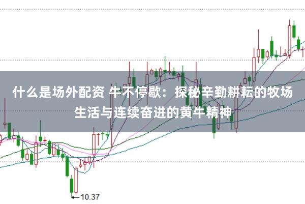 什么是场外配资 牛不停歇：探秘辛勤耕耘的牧场生活与连续奋进的黄牛精神